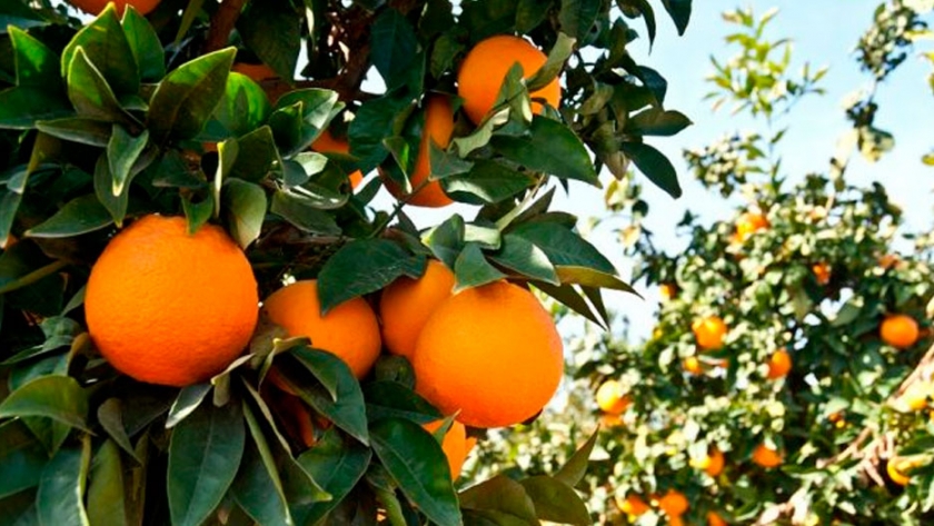 Identifican mecanismo genético clave para potenciar la producción de naranjas