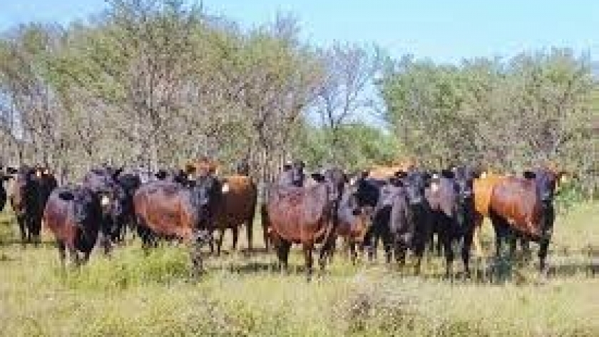Con ganadería regenerativa, los suelos fijan carbono y aumenta la productividad