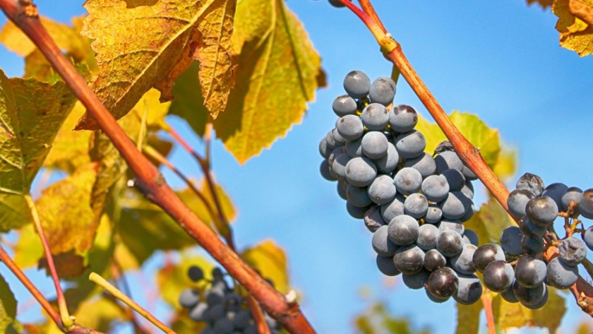 Hinojosa se reunió con la Academia Argentina de la Vid y del Vino