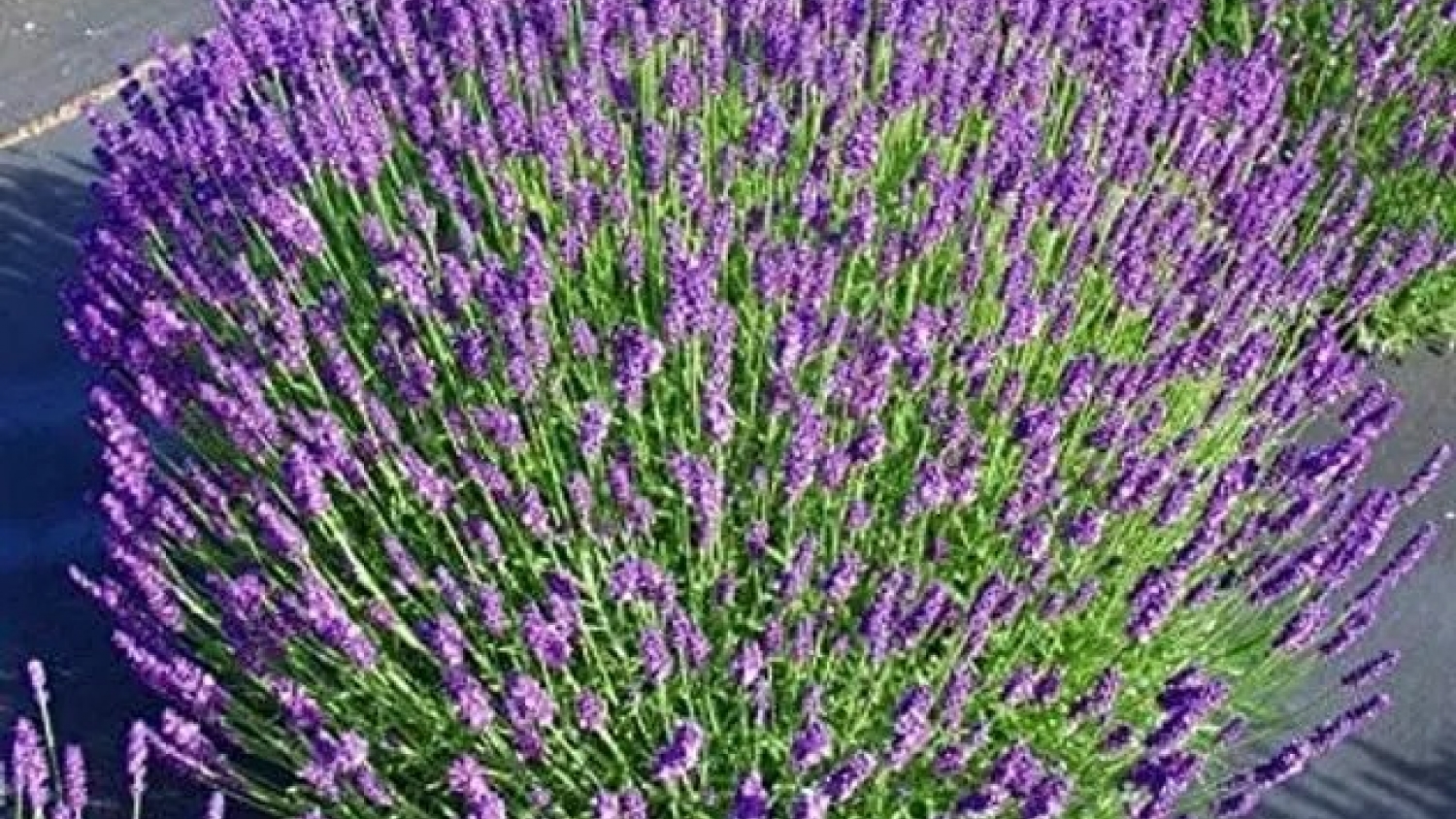 La lavanda gana protagonismo en otoño: por qué es la planta ideal para abril y cómo cuidarla