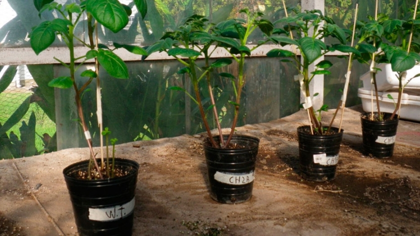 Papas con nueva genética producen 15% más