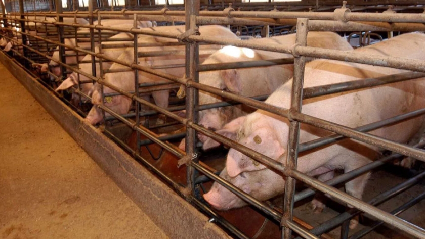 El sector porcino dice haber reducido el uso de agua por kilo de carne en un 28% en 30 años
