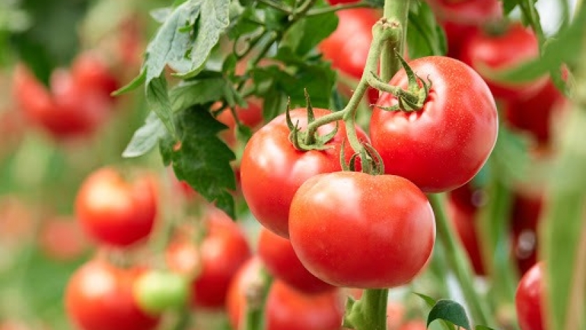 Tomates envasados y mermelada para aprovechar las últimas frutas del verano