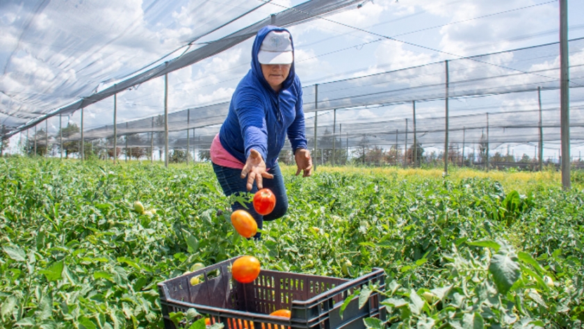 El tomate triturado es uno de los productos más vendidos de Sol Puntano