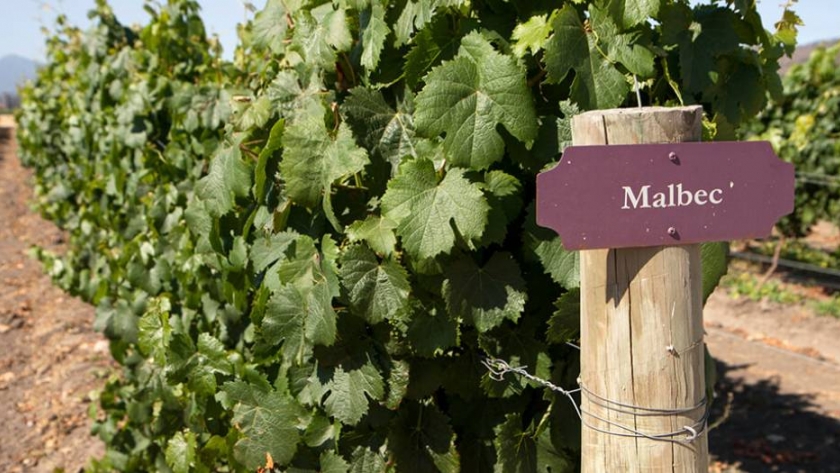 La situación crítica de la producción de Malbec