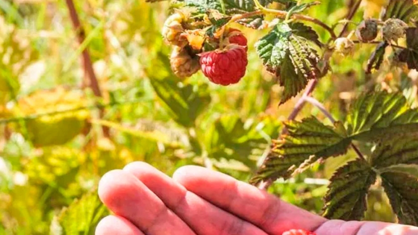 El cultivo de frutos rojos suma adeptos en el Sur provincial