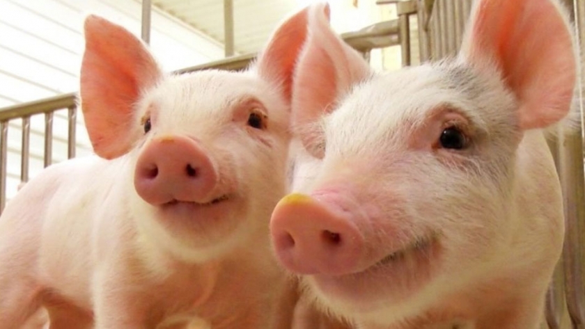 El sector porcino redujo un 4% sus emisiones GEI por kilo de carne producido en 2020
