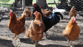 Impulso a la producción y comercialización avícola familiar en Tucumán