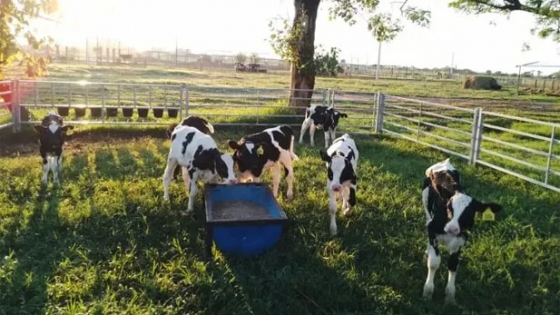 Bienestar animal: Usan la crianza colectiva para reducir el estrés