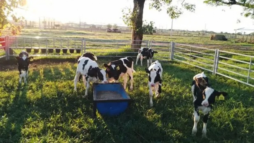 Bienestar animal: Usan la crianza colectiva para reducir el estrés