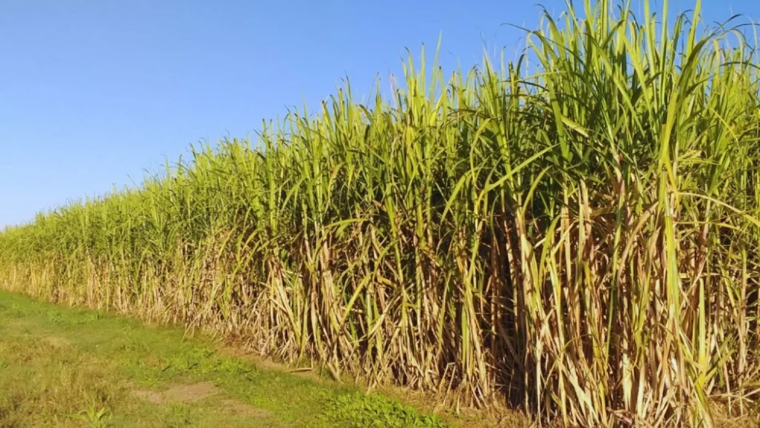 El azúcar orgánico lidera el salto exportador de los alimentos argentinos con sello de calidad