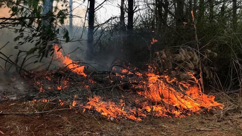 El gel que previene incendios forestales