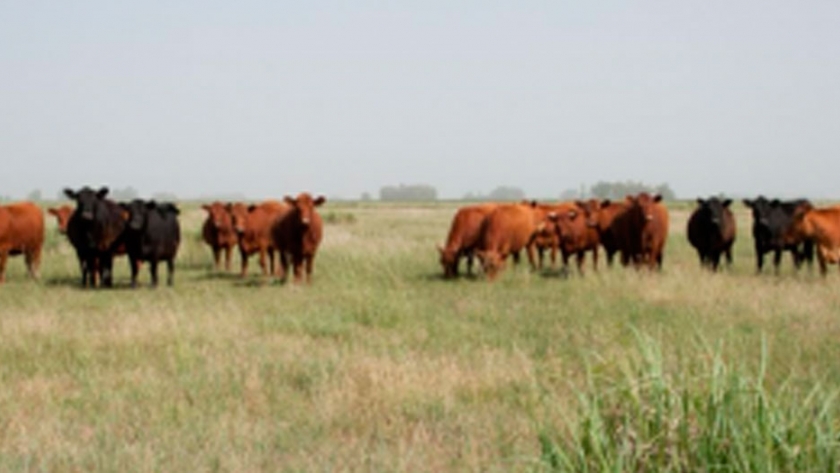 La sustentabilidad en la producción de carne alcanza cada vez más relevancia