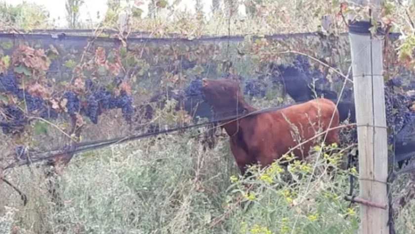 Harto de los bajos precios, un productor dejó que el ganado se coma la cosecha