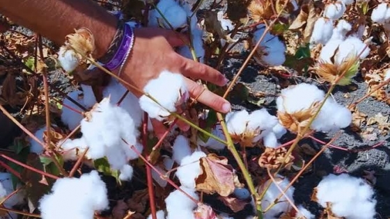 Doce variedades de algodón argentino serán evaluadas en España para ingresar al mercado europeo