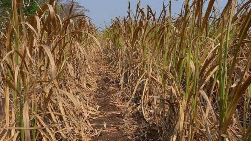 Los incendios y la sequía amenazan la próxima cosecha de caña de azúcar en SP