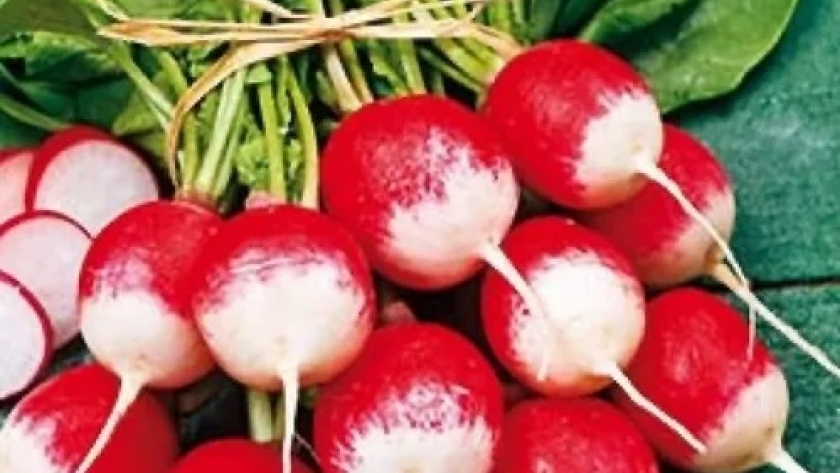 Cultivo de rabanitos en el huerto urbano ecológico