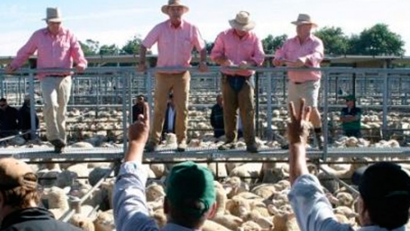 MLA presenta nuevos indicadores de ovejas, corderos y ganado para COVID-19