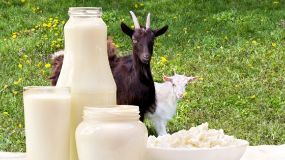 La leche de cabra: un tesoro nutricional desconocido