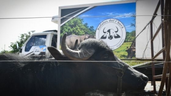 Ganadería bubalina: Corrientes busca ampliar el negocio del búfalo