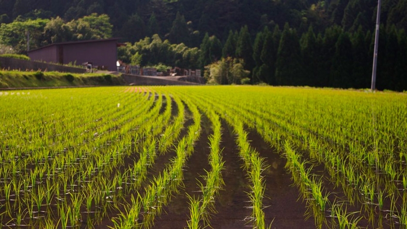 Arroz: más del 90% de la superficie sembrada registra óptimas condiciones en Entre Ríos