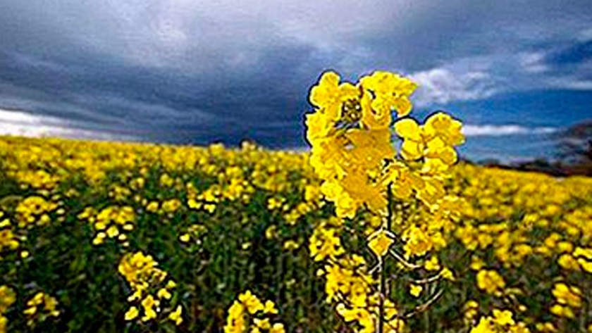 Los principales países productores de colza en el mundo