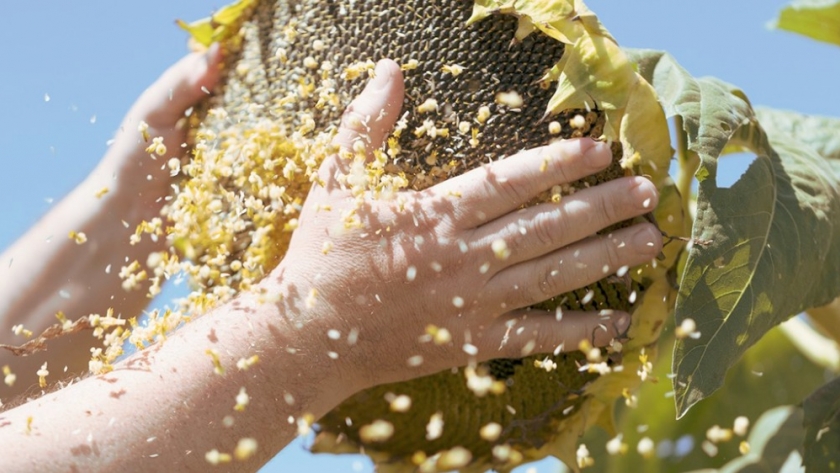 Se suma un nuevo híbrido de girasol que apunta a mejorar rendimientos