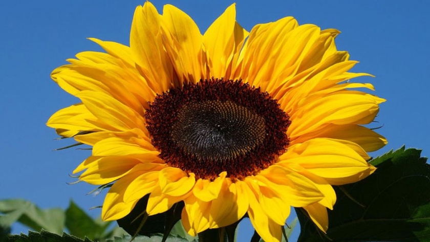 Las condiciones ambientales son propicias para el desarrollo del girasol