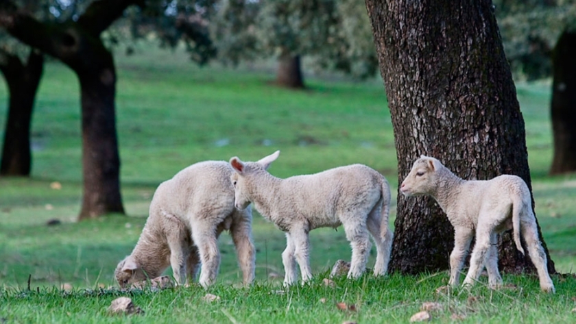 Bienestar animal: ovinos