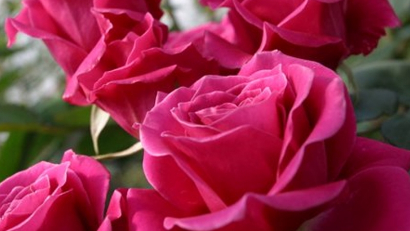 Comercio electrónico, clave para la exportación de flores colombianas en San Valentín