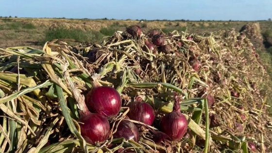 Río Negro lidera el cambio en la producción de cebolla en Argentina