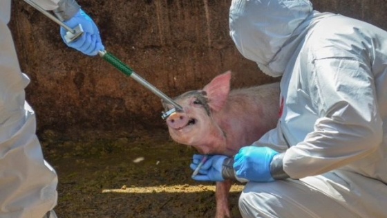 Definen estrategias sanitarias contra Peste Porcina en Cono Sur