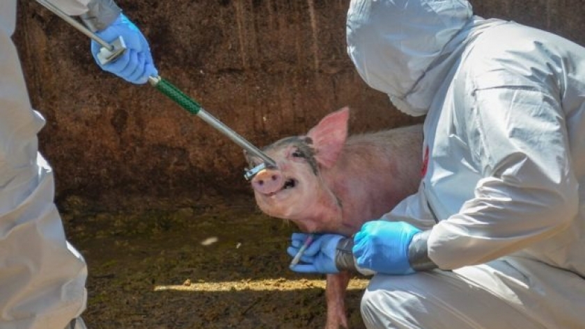 Definen estrategias sanitarias contra Peste Porcina en Cono Sur