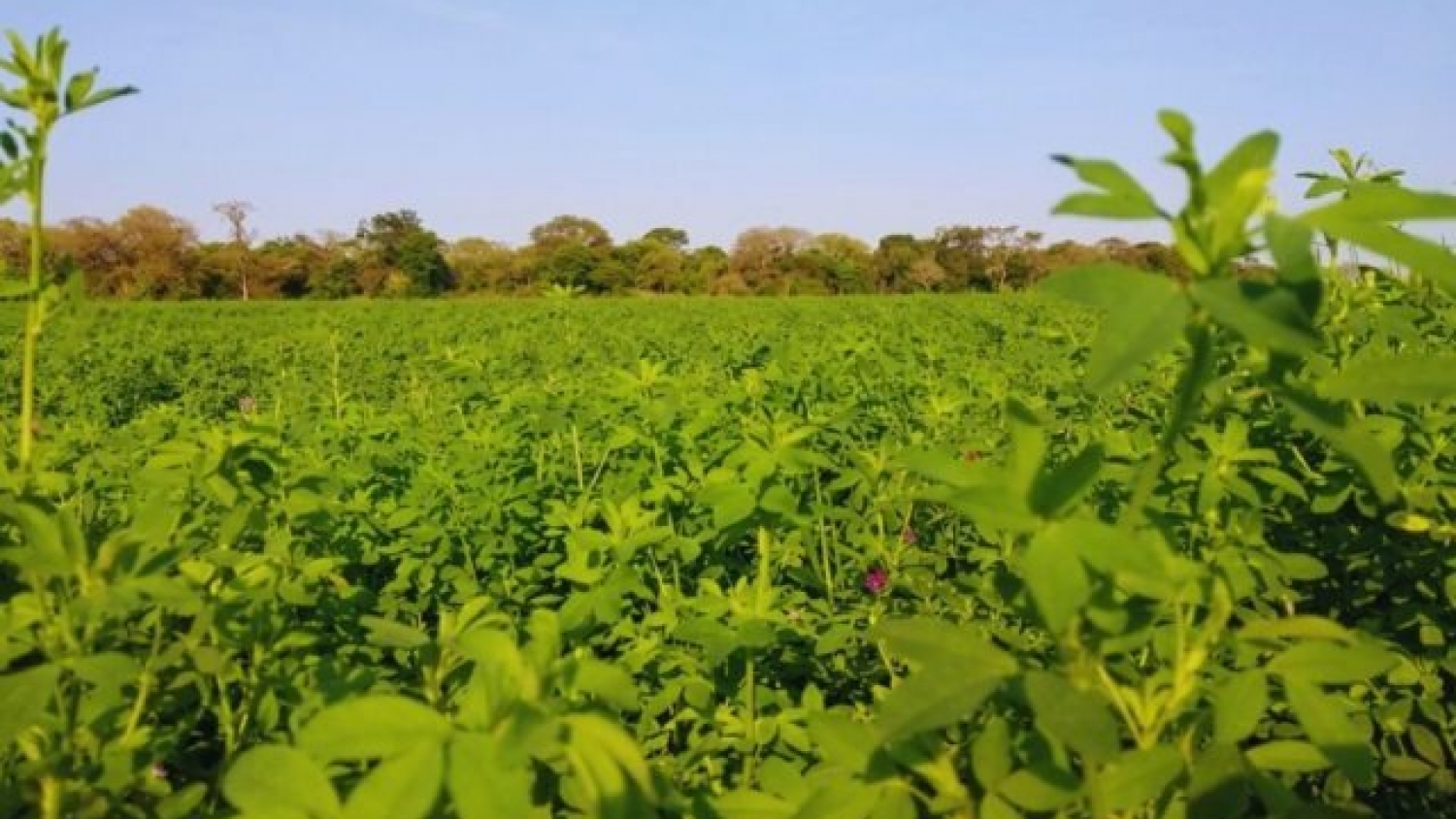El INTA evalúa nuevas variedades de alfalfa para impulsar la producción ganadera en el norte argentino