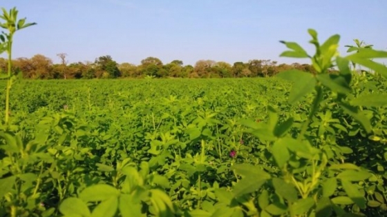El INTA evalúa nuevas variedades de alfalfa para impulsar la producción ganadera en el norte argentino