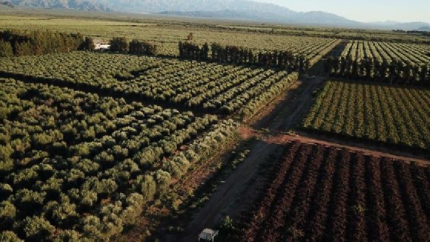 La Rioja tendrá la primera planta de pellets olivícolas del país