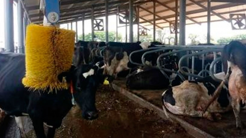 Adecoagro mantiene inversión y pide crédito externo de u$s100 millones