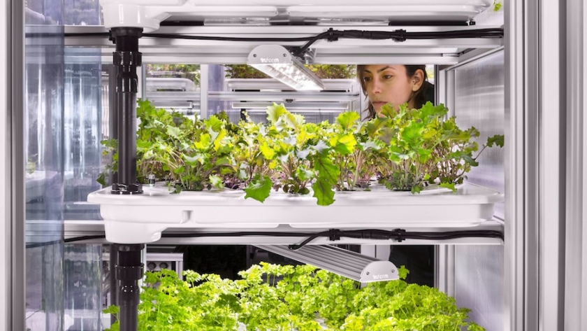 ¿Puede la agricultura vertical crecer más allá de las hierbas y las hojas?