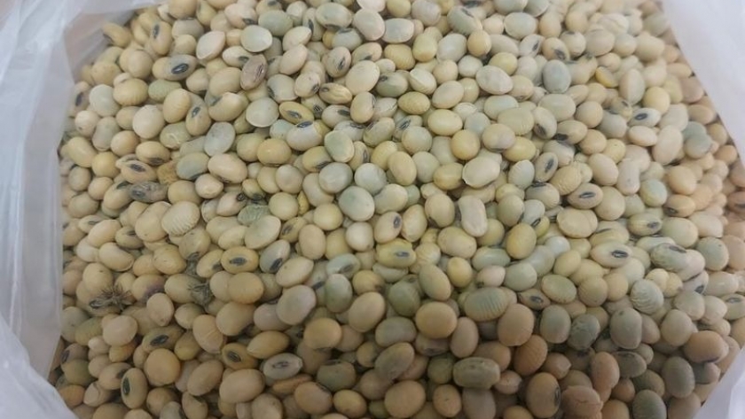 Soja: pautas para el manejo de granos