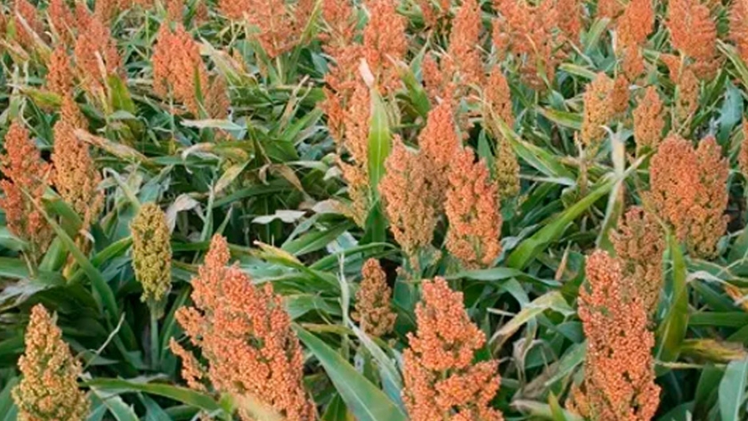 Sorgo: las lluvias apuntalan la siembra y, en Entre Ríos, rige un alerta por mildiu