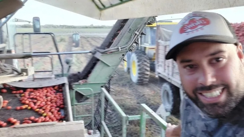 Tomates tardíos para industria también sufrieron por el clima
