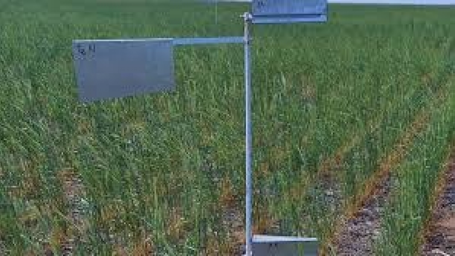 Centeno como cultivo de servicio: una estrategia clave para frenar la erosión en San Luis