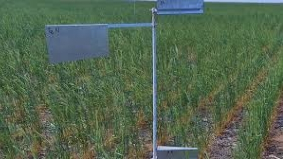 Centeno como cultivo de servicio: una estrategia clave para frenar la erosión en San Luis