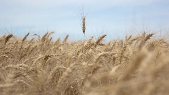 CRA pidió la eliminación de las retenciones al trigo de manera urgente: “Ponen contra las cuerdas al productor”