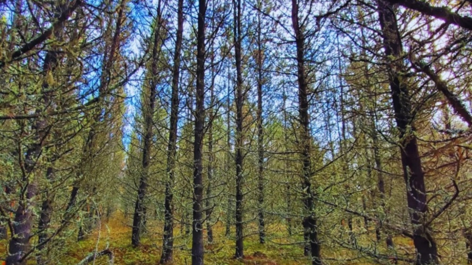 La genética, aliada de los bosques: un estudio revela cómo seleccionar árboles más resistentes a la sequía