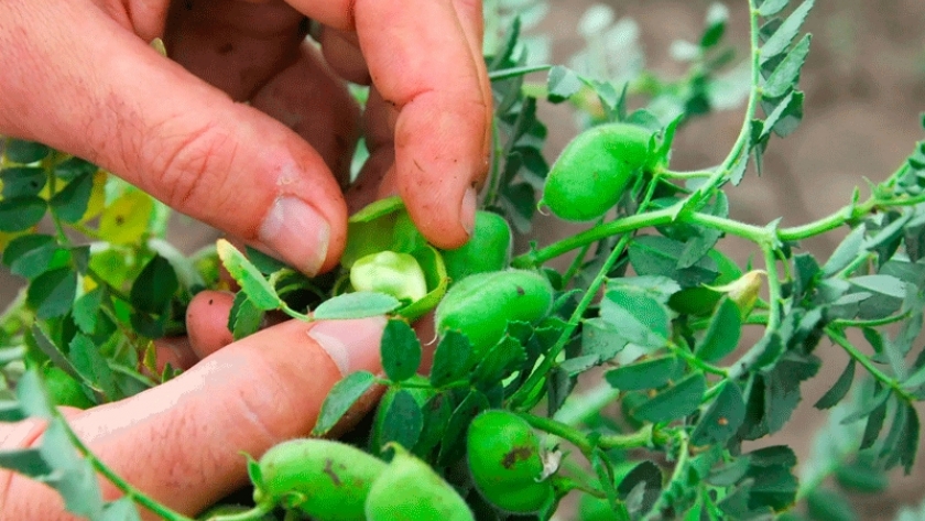 El garbanzo también acusa estrés hídrico, pero mejora en la sanidad