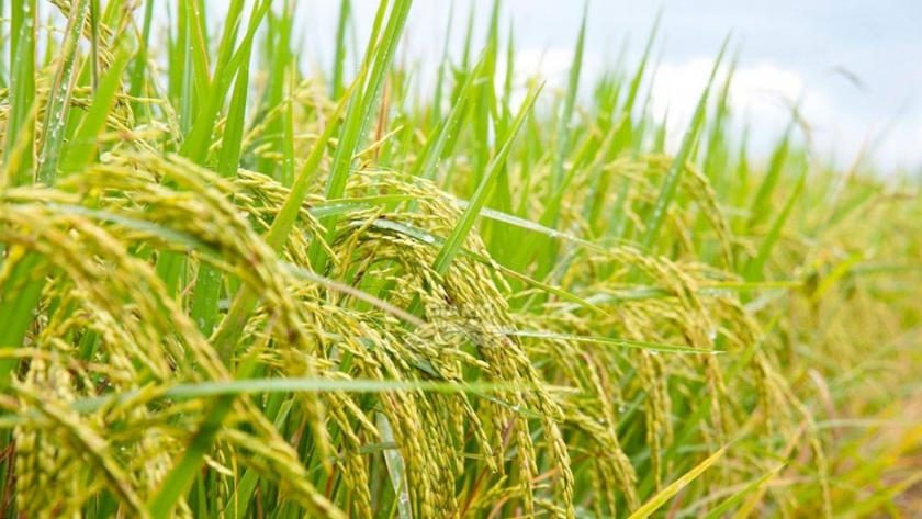 Avanza la siembra de arroz en la provincia