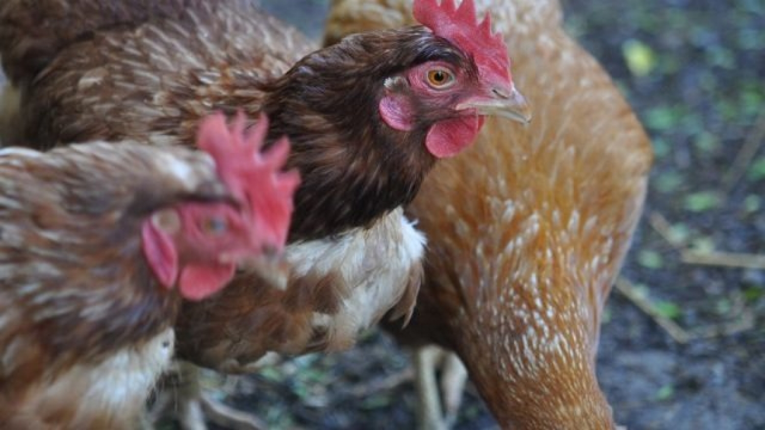 Detectan influenza aviar H5 en aves de traspatio en una localidad bonaerense