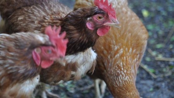 Detectan influenza aviar H5 en aves de traspatio en una localidad bonaerense