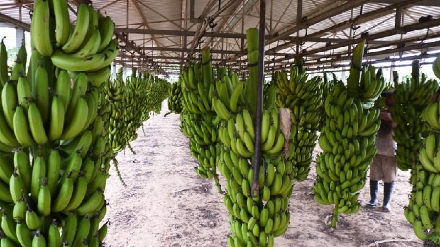 Salta lidera la producción de banana y aporta hasta el 70% del volumen nacional